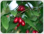The effect of supplementation with cornelian cherry on different cardiometabolic outcomes