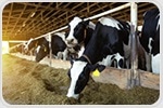 Study finds dairy cows vulnerable to flu strains from birds, humans, and pigs